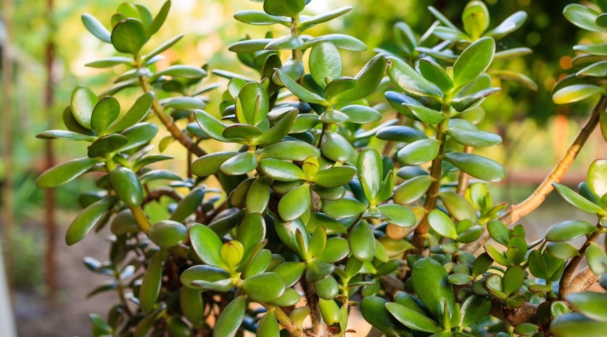 Crassula Plant at rest