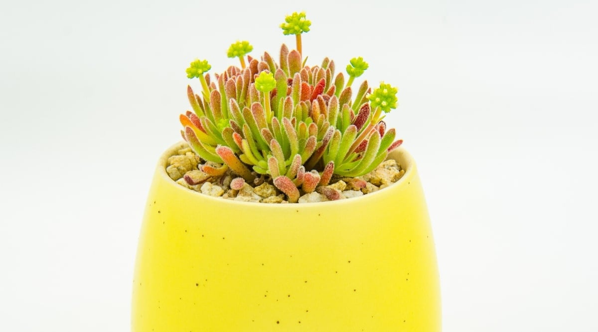 Close-up of a tiny succulent growing in a yellow decorative pot on a white background. The plant forms a rounded clump of thickened, club-shaped, long, fluffy leaves that turn green to deep red.