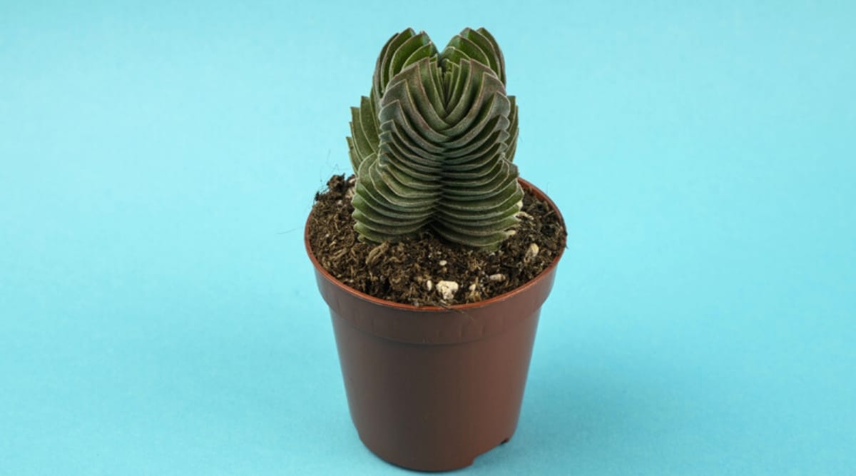 Close-up of a plant in a brown flowerpot on a blue background. The plant forms an upright stalk on which fleshy, dark green, triangular leaves with upcurved edges grow densely.