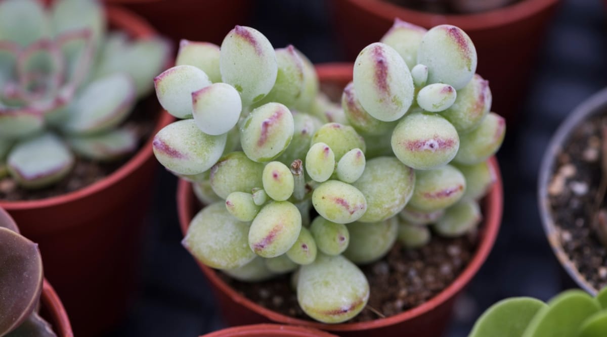 Close up overhead view of a small succulent growing in a tiny plastic red container. There are other small succulents growing in small containers in the blurred background. The succulent in focus has thick, club-shaped leaves that are light green in color with a soft velvety texture to them. Most of the thick fleshy leaves have a red tinged stripe at the tips.