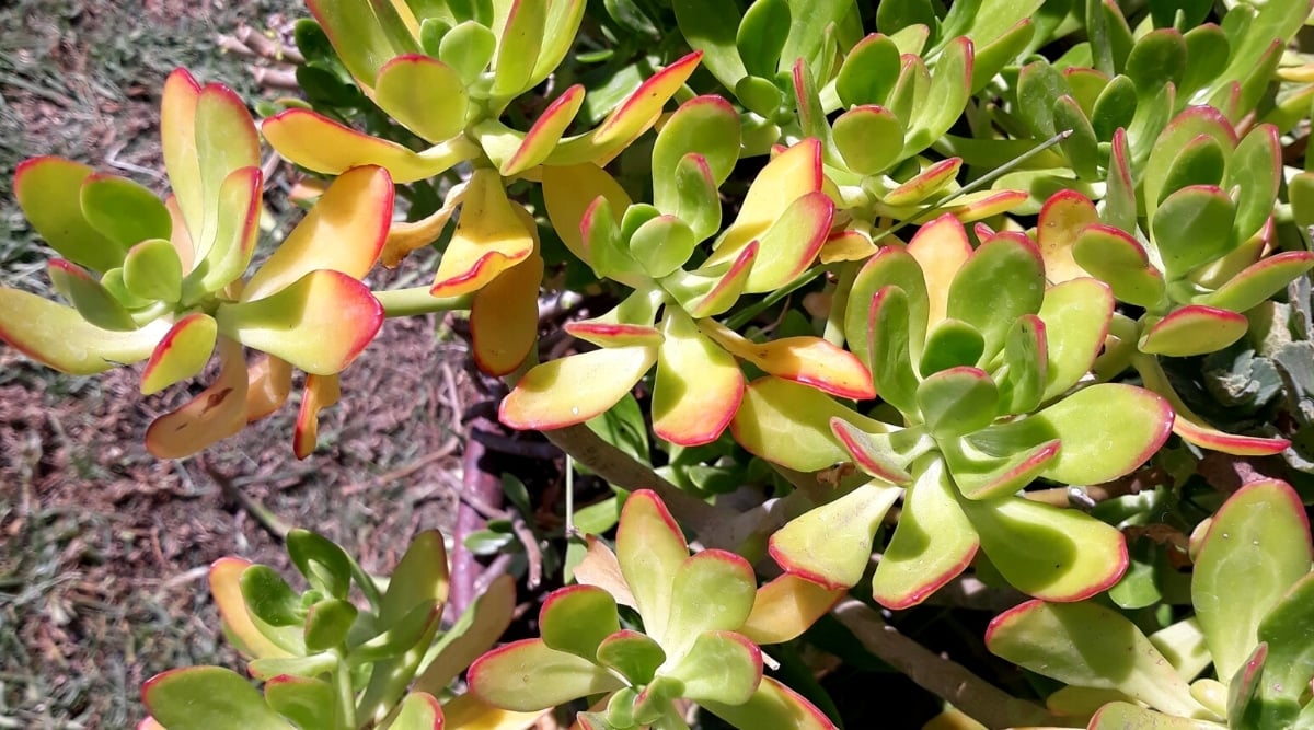 Close-up of a succulent plant in a sunny garden against a blurred background. The plant has thick, reddish stems covered with thick, fleshy, oval leaves that range from green to yellow to bright pink.