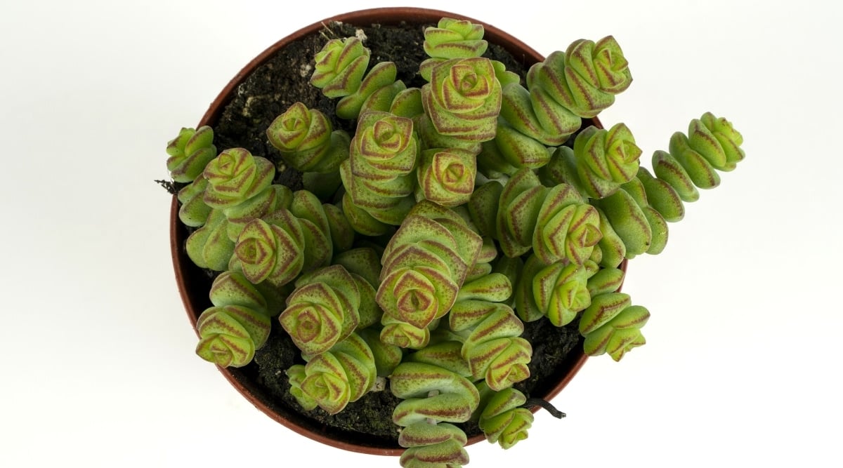 Top view, close-up of a plant in a brown flowerpot on a white background. The plant has many thick stems covered with thick, fleshy, round-triangular green leaves with dark pink edges and light dark pink freckles.