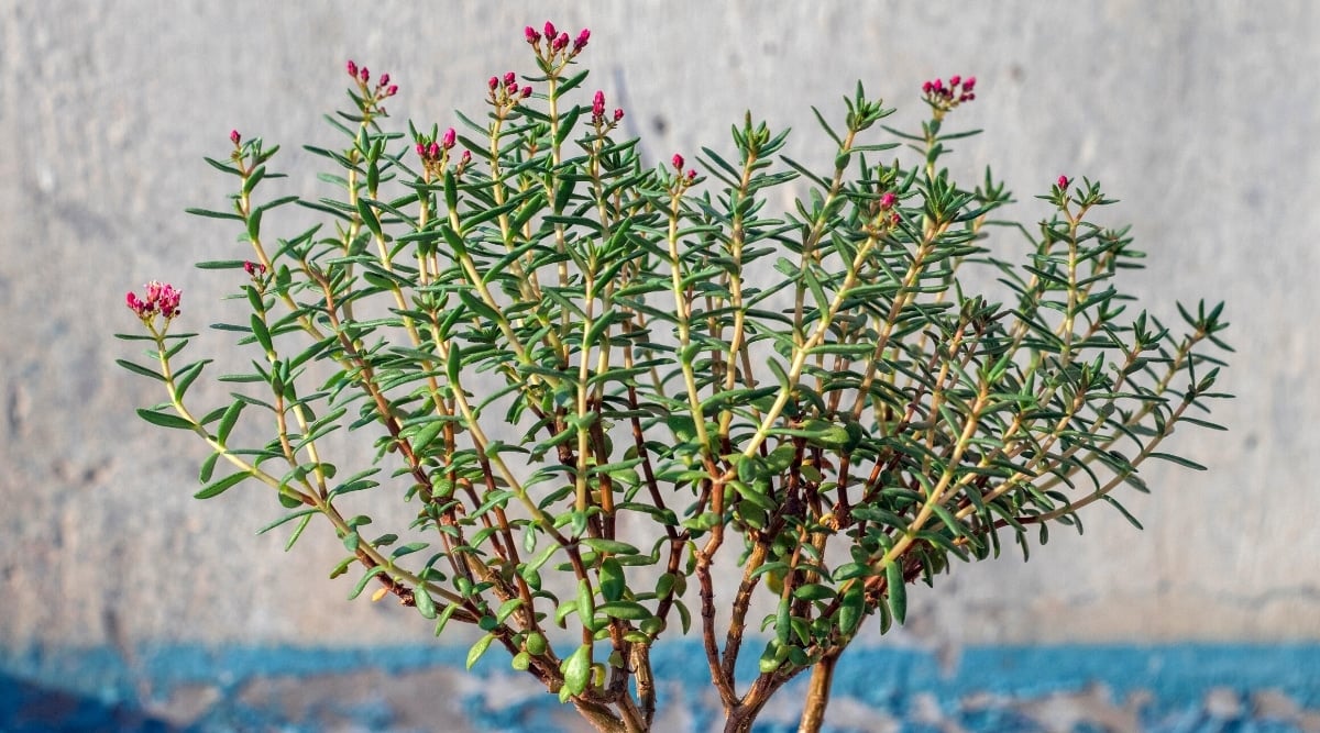 Close-up of a flowering succulent plant against the background of a blue-gray house wall. The plant has branches covered with small, elongated, fleshy dark green leaves resembling small green bananas. Crassula flowers are small, pink, and form loose clusters at the top of the plant.