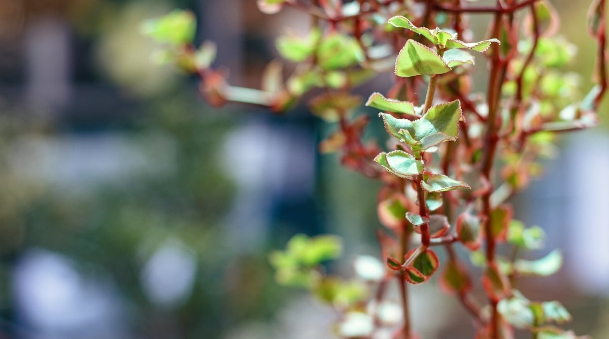 Close-up of the hanging stems of the Variegated Trailing Jade plant against a blurred background. The long reddish stems are covered with small heart-shaped leaves. Green leaves with golden yellow edges with a pink tinge.