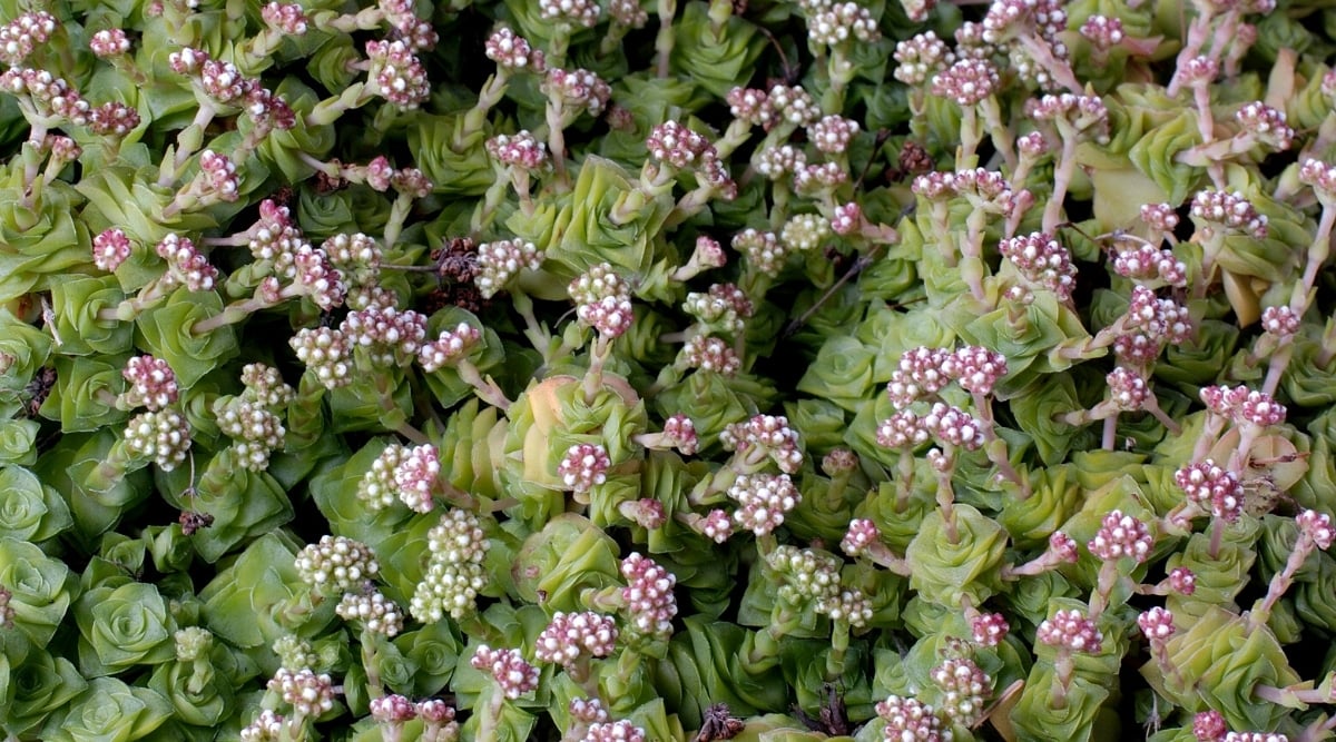 Top view, close-up of a flowering plant