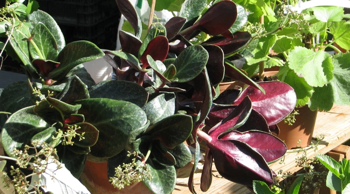 Close up of a houseplant in a pot on a wooden surface next to other plants on a sunny day. The main plant has large, flat, dark green rounded leaves that are purple on the undersides.