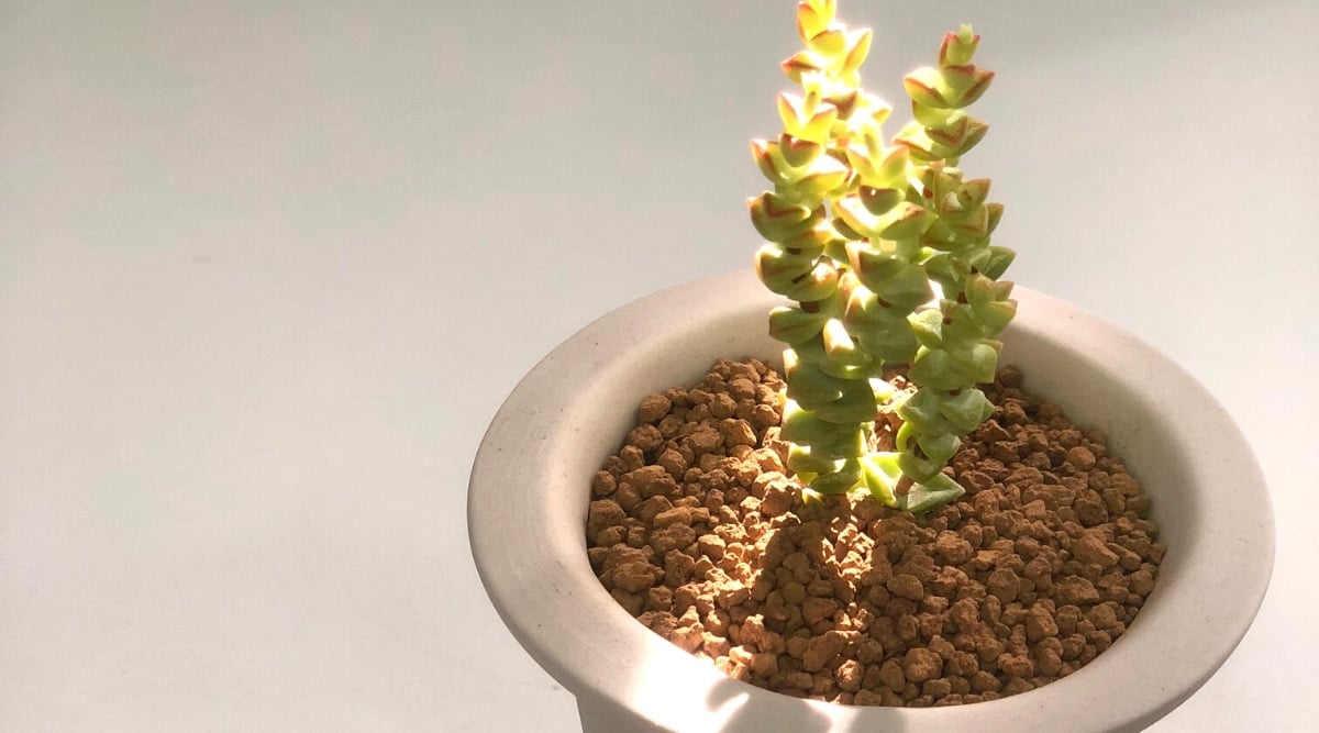 Close-up of a succulent plant in a white flowerpot, lit by the sun, against a white background. The plant has tall, erect stems covered with tiny, thick, fleshy, triangular, bright green leaves with a dark pink edging.