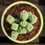 crassula-variety-growing-in-green-pot-sitting-on-bench