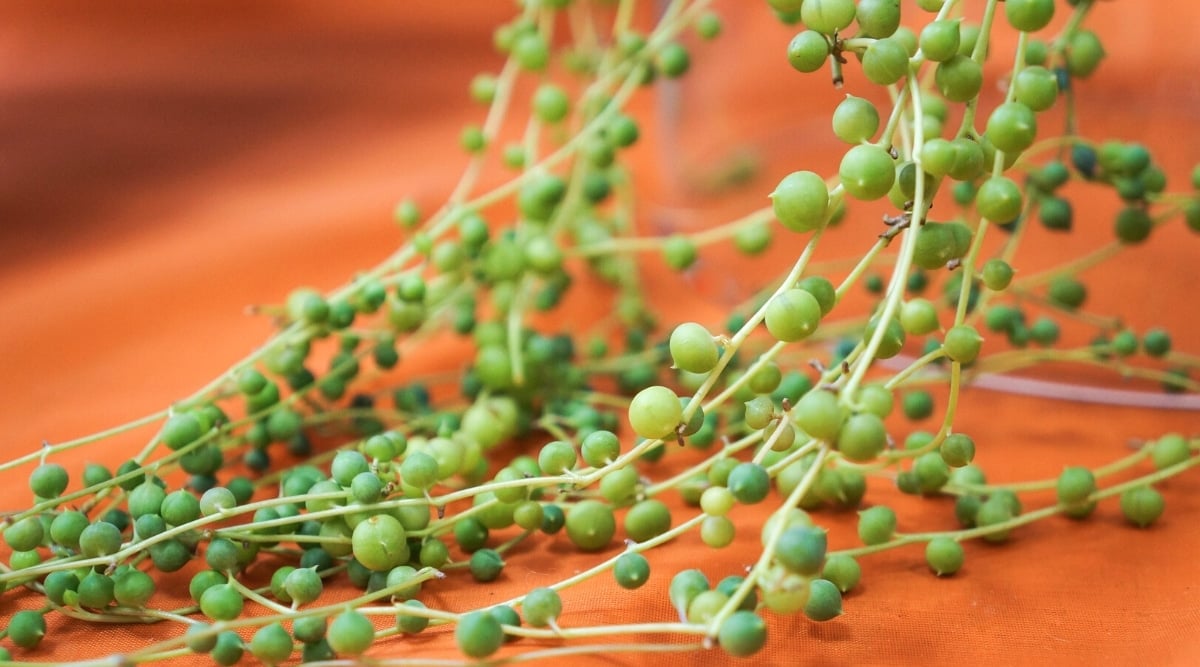 Close-up of the long and thin stems of the String of Watermelons plant on an orange surface. The stems are covered with small, round, plump, fleshy leaves that are pale green to dark green in color. The stems are slightly mushy and pale green to brownish in color.