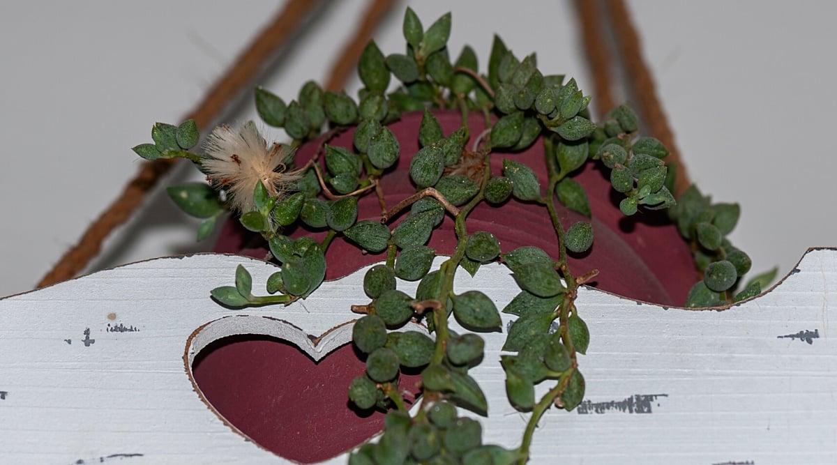 Bottom view of a succulent plant in a beautiful burgundy pot on a white wooden shelf indoors. The plant has long, thin stems covered with oval, dark green, drop-like leaves.