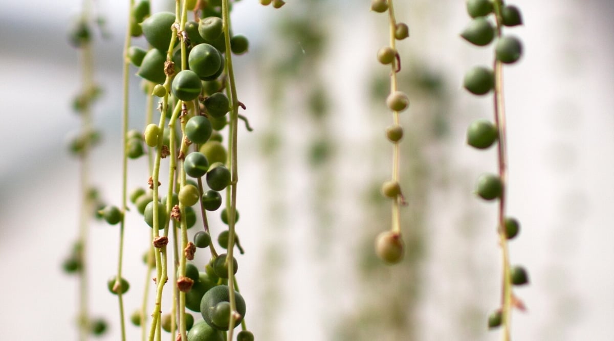 Close-up of hanging stems of a succulent plant against a blurred light background. Long, slender stems covered with round, fleshy, bead-like green leaves. Some leaves are brown and shriveled due to insufficient watering.