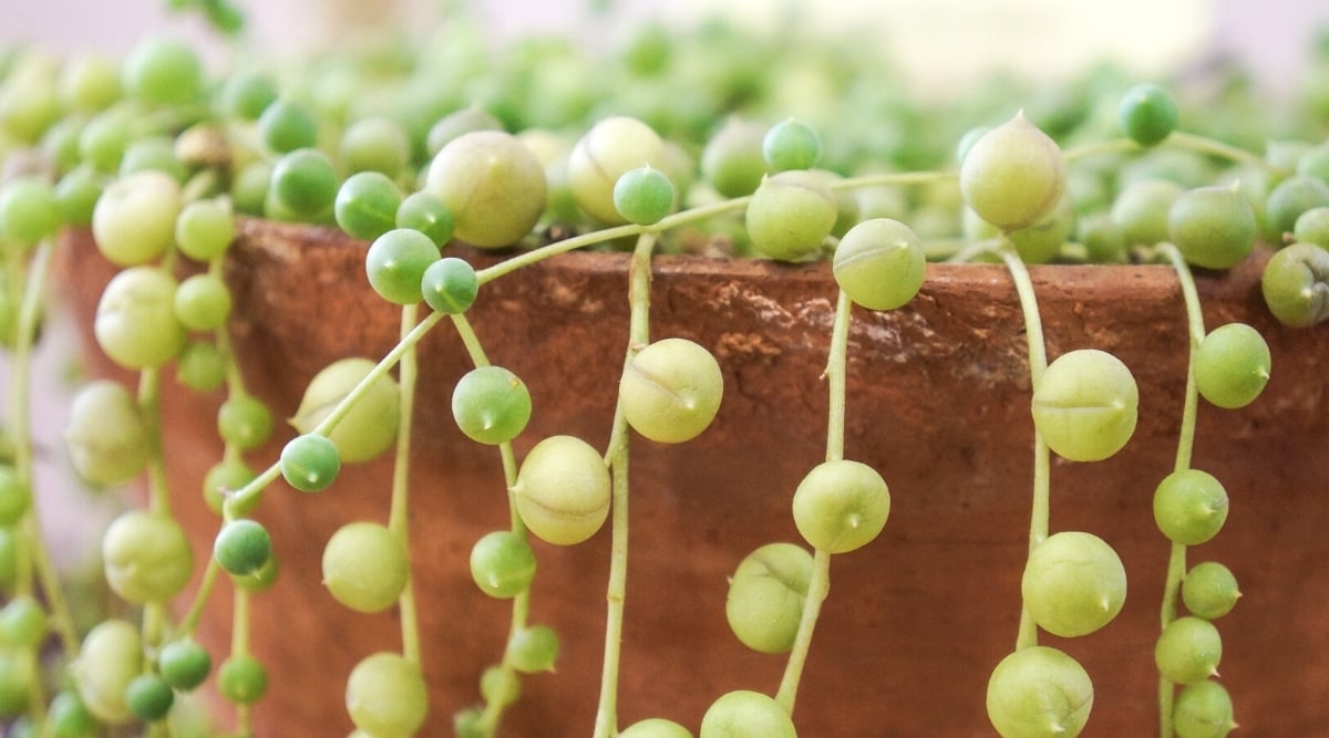 Close-up of the hanging stems of String of Watermelons from a large terracotta pot. The leaves are plump, juicy, rounded, pale green, yellowish in color.