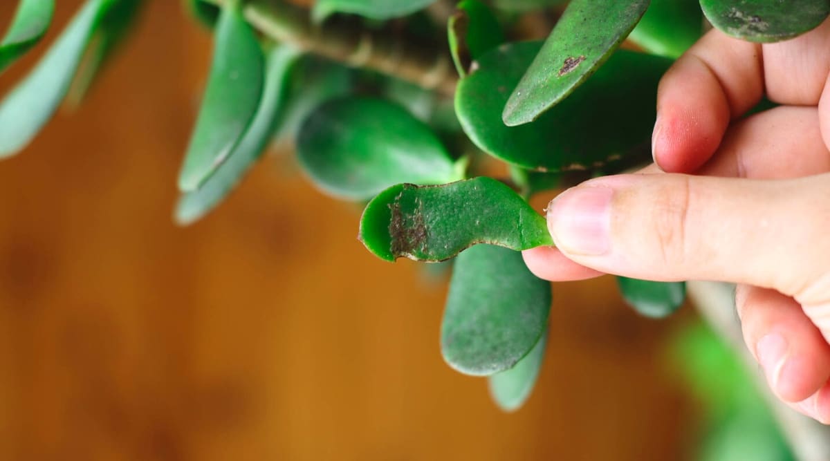 Close-up of a hand holding a cut off damaged leaf of a plant.