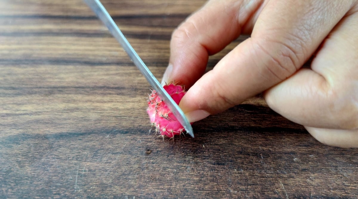 Moon cactus grafting. Close-up of a woman's hands making a horizontal cut at the base of a cactus pup for further propagation. The pup is a succulent round cactus of bright pink color, covered with thorns.