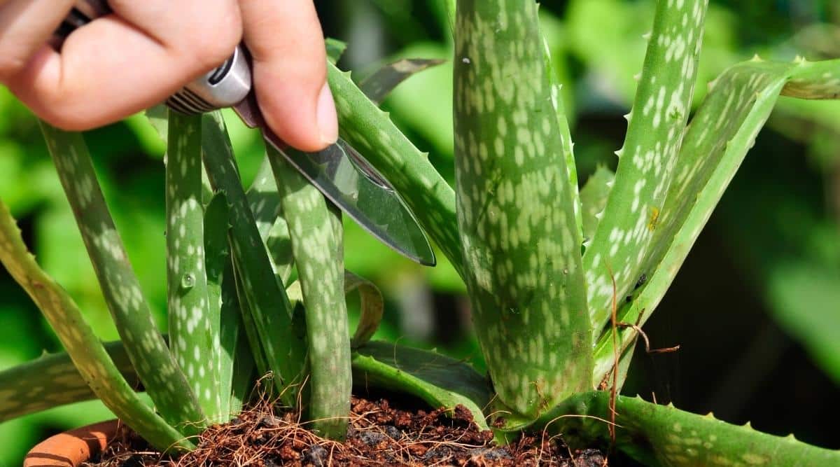 An image of a person cutting off a small leaf from an Aloe vera plant. They are using a sharp pocket knife. It is a closeup of the plant, and you can see the variegated leaf patterns in the plant itself.