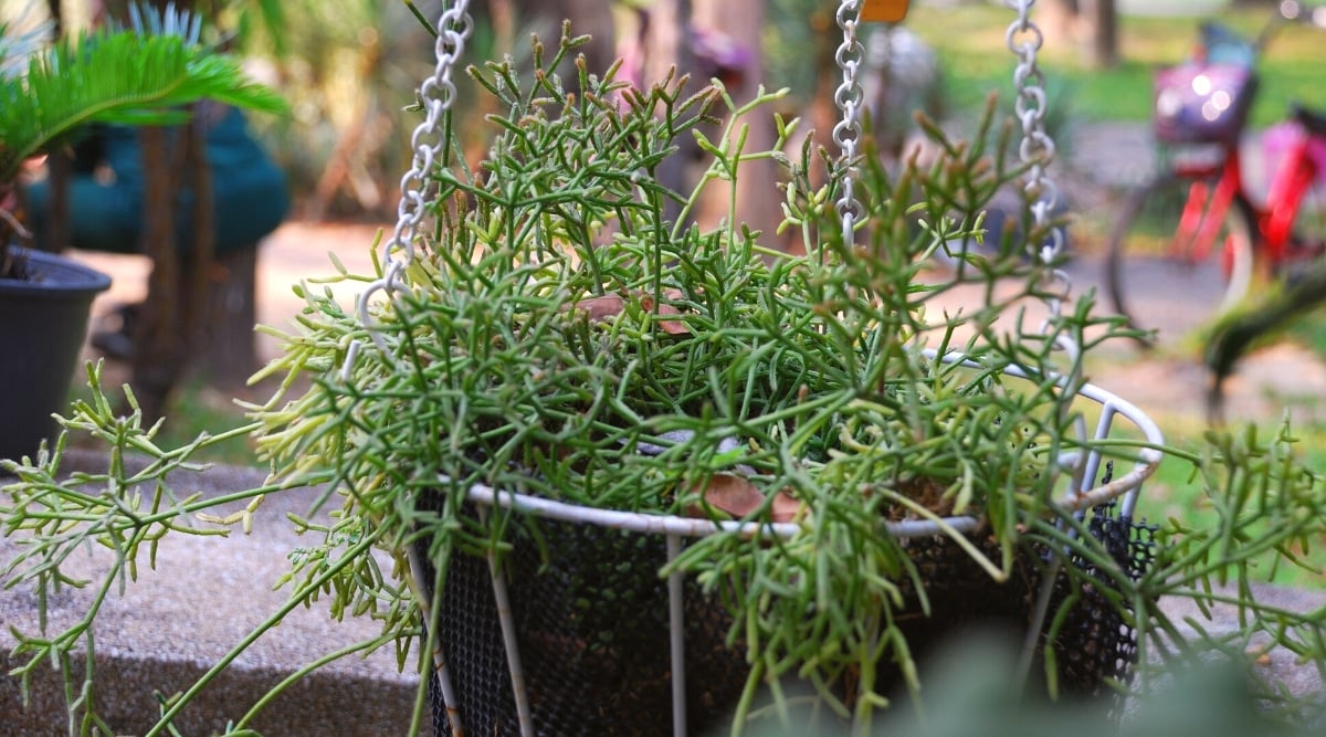 Close-up of the Hatiora salicornioides succulent in a black hanging pot in the garden. The plant has fused, articulated stems, very strongly branched. Sable segments are small, dark green, narrow, club-shaped.