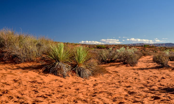 Dasylirion wheeleri in its native desert habitat under blue skies