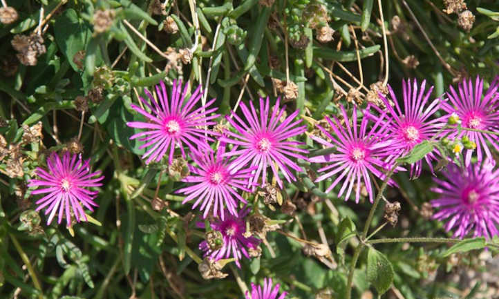 Delosperma cooperi