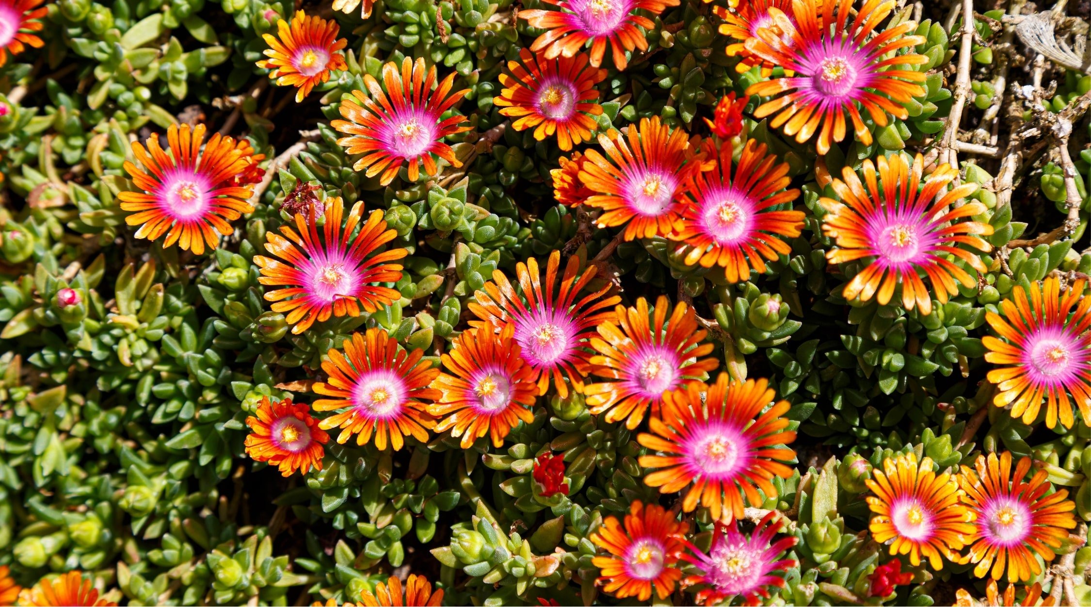 Many Delosperma 'Fire Spinner' plants are shown. Their leaves are tiny, fleshy, and green. The flowers are large, showy, and daisy-like, with pink petals that blend into orange in the center.