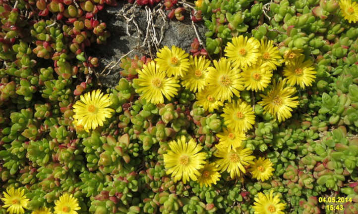 Delosperma nubigenum, a cold hardy ice plant