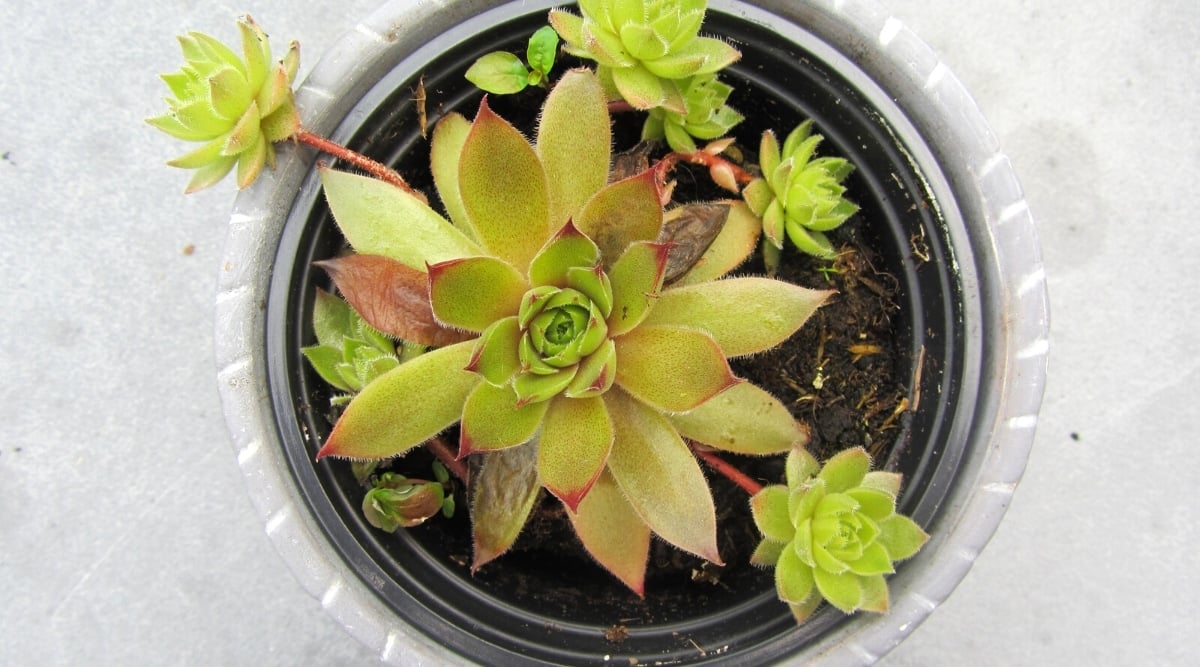 Overhead shot of a deteriorating succulent in a transparent pot on a white surface. The plant comprises a dense rosette with long, fleshy, slightly hairy, green leaves tipped with red, and multiple shoots on long red stems. Some leaves show signs of browning, shriveling, and decay, while the shoots feature fleshy leaves forming small dense rosettes.