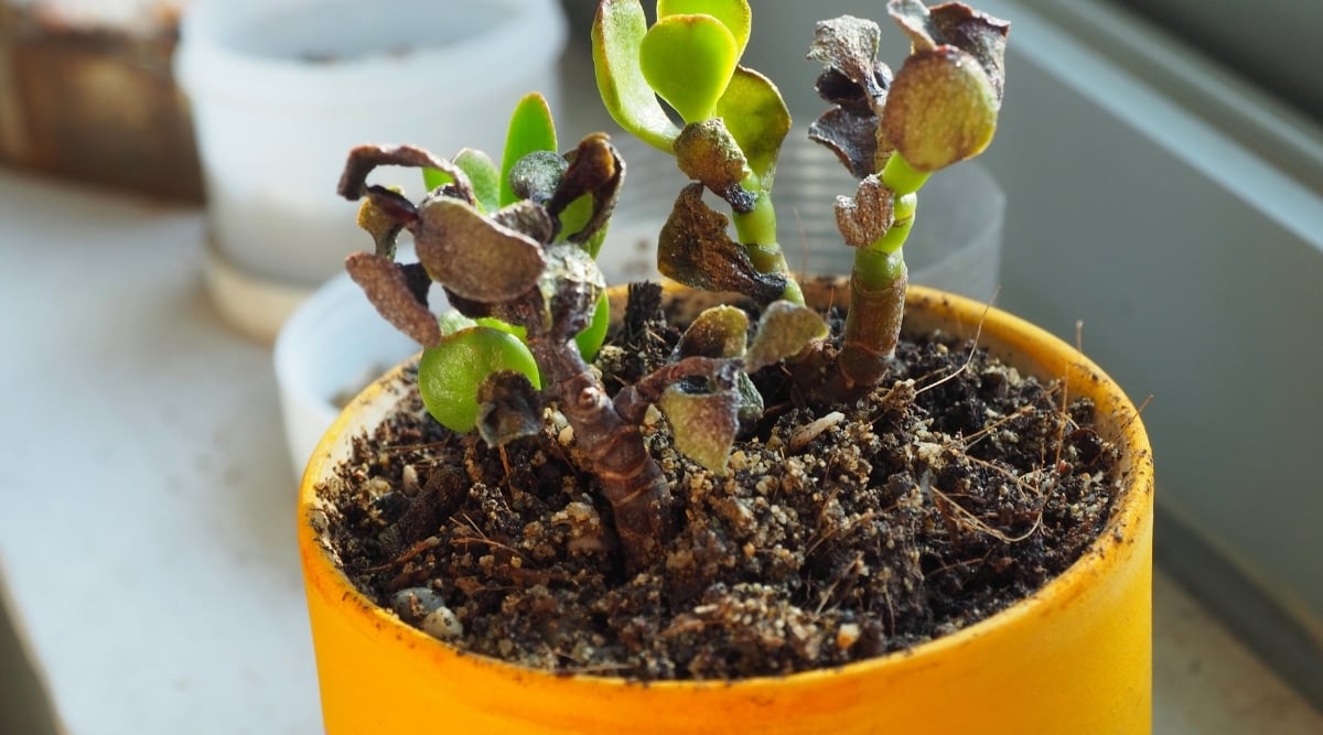 Plant in yellow pot with green succulent leaves, showing signs of softness and sliminess from damage, with unhealthy soil affecting overall plant health.