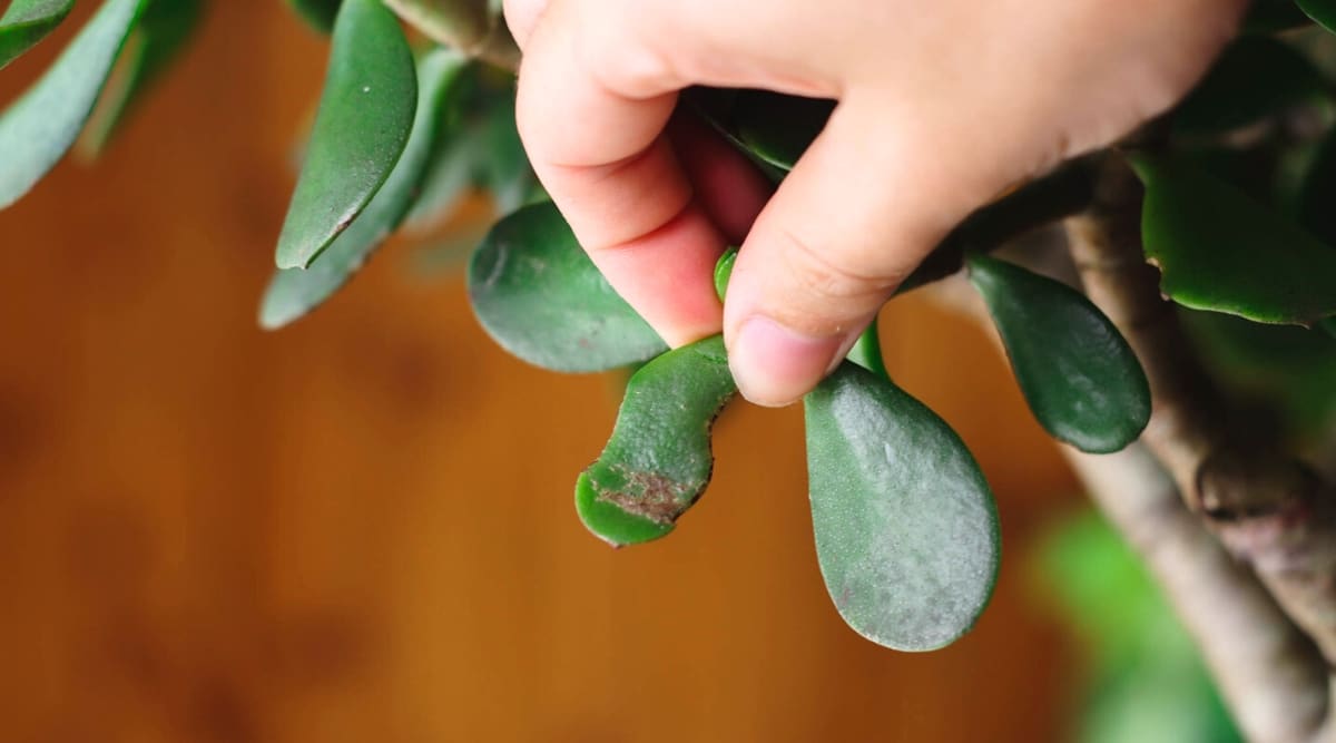 Close-up of a diseased leaf of a succulent plant held by a female hand. The leaf is small, oval, dark green with brown-black spots.