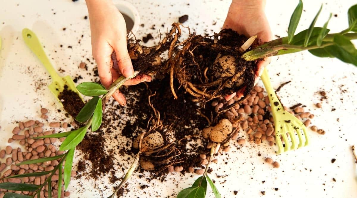 Dividing houseplant for propagation