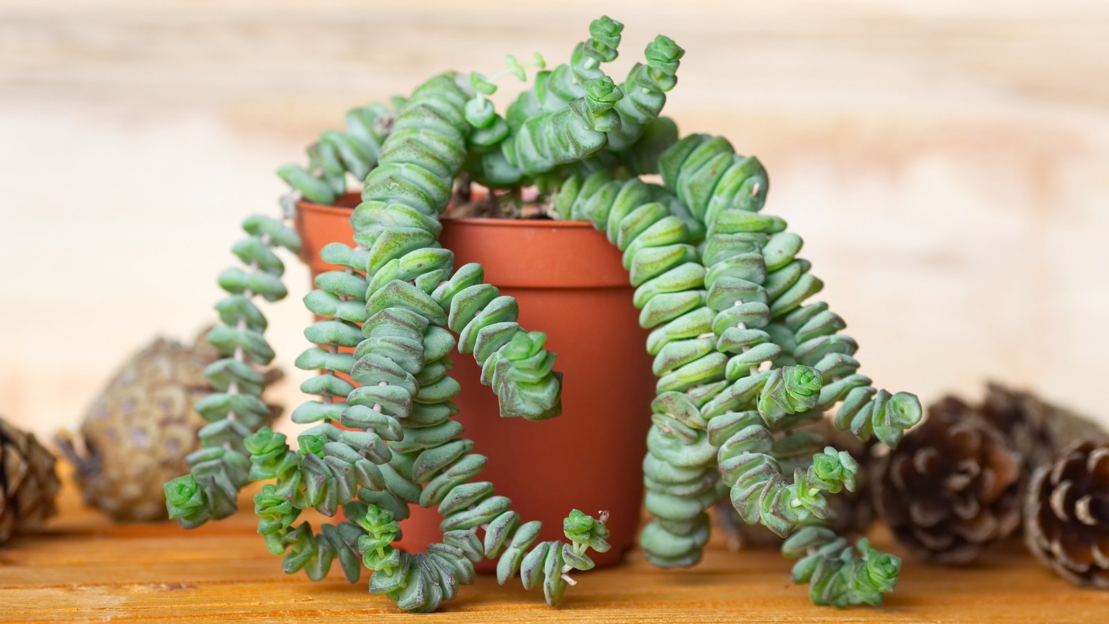 Small orange pot with a green plants that has stems trailing over the sides of the pot. Plant has small, light green, plump leaves stacked down each stem.