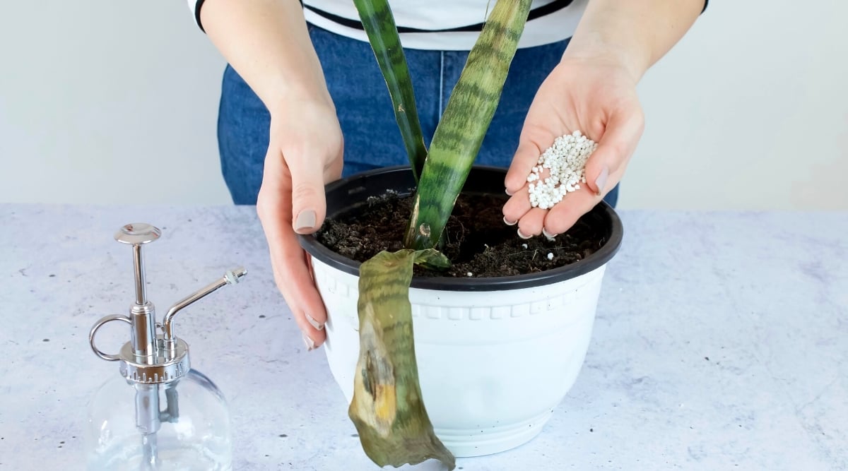 Close-up of female hands adding granular fertilizer to a dying Sansevieria plant in a large white pot, indoors.