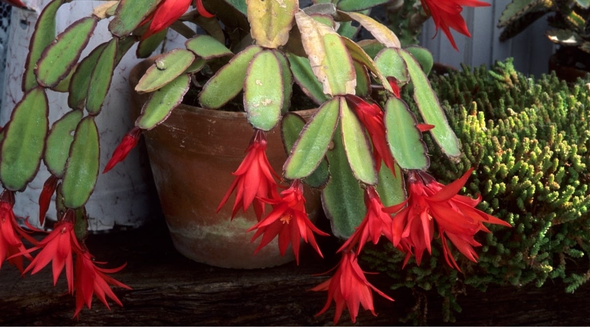 Cactus With Red Blooms