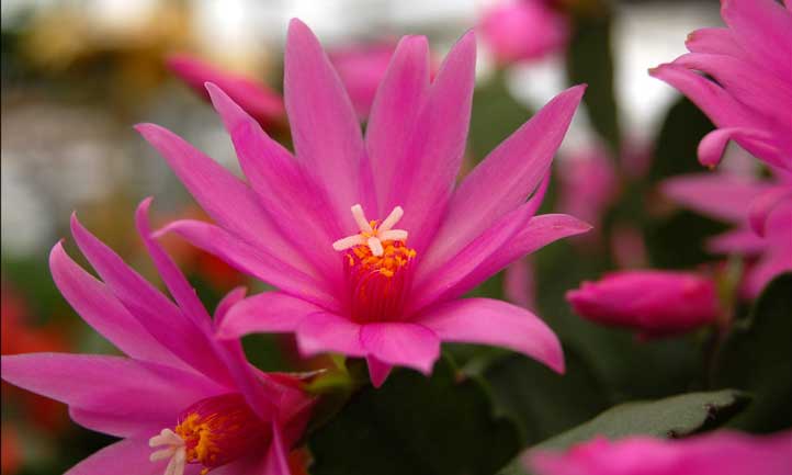 Easter cactus