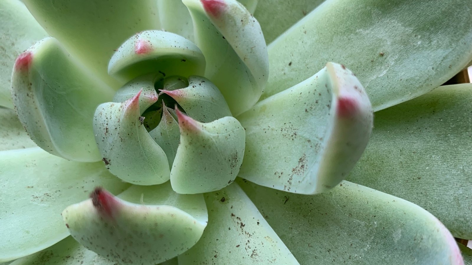 Close up of a light green succulent with thick, plump, oval shaped leaves that curl up and have a light pink color on the tips.