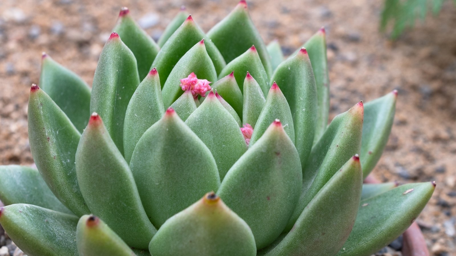 Close up of a light green succulent with thick, plump leaves and a pink flower.