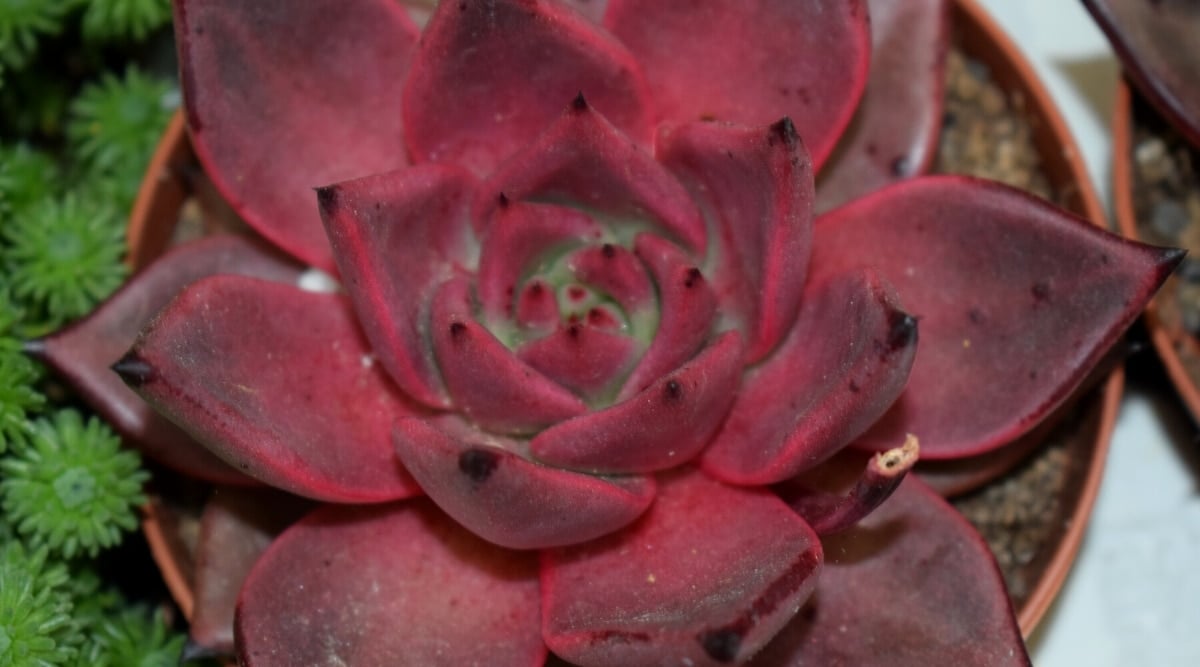 Top view of Echeveria agavoides 'Romeo' succulent in a terracotta pot, featuring burgundy-red leaves with red edges and terminal thorn.