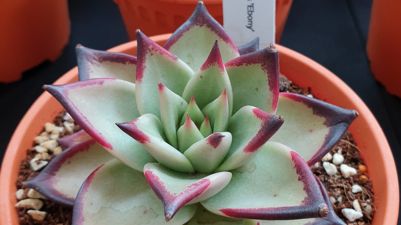 Close up of a light green succulent with dark red tips.