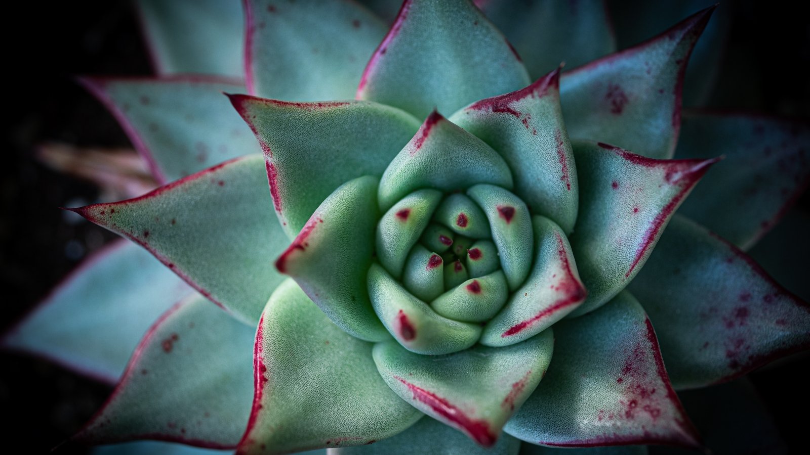 Close up of a light green succulent with thick, plump, pointed leaves with dark red, painted looking, tips.