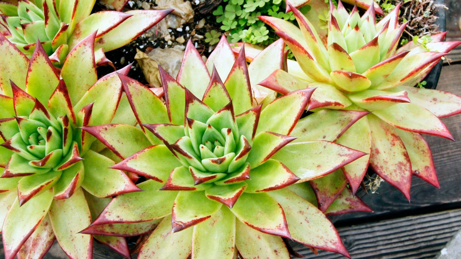 Close up of several light green succulents with thick, plump, pointed leaves with red tips, planted together in a large, outdoor, planter.