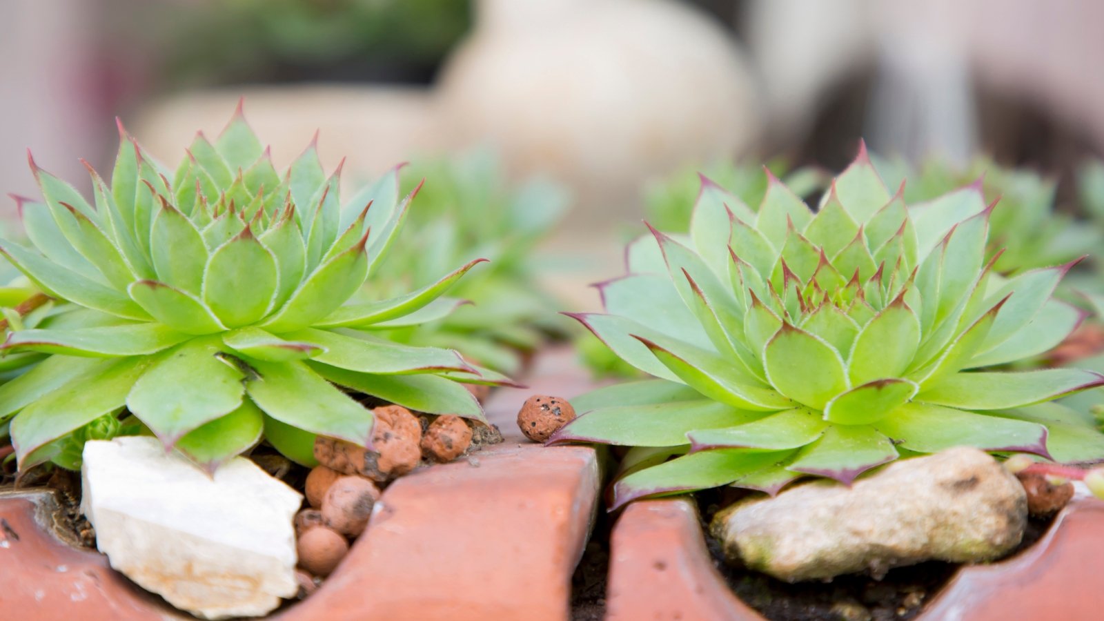 Close up of two, side by side plants that have light green, thick, plump, pointed leaves with red tips.