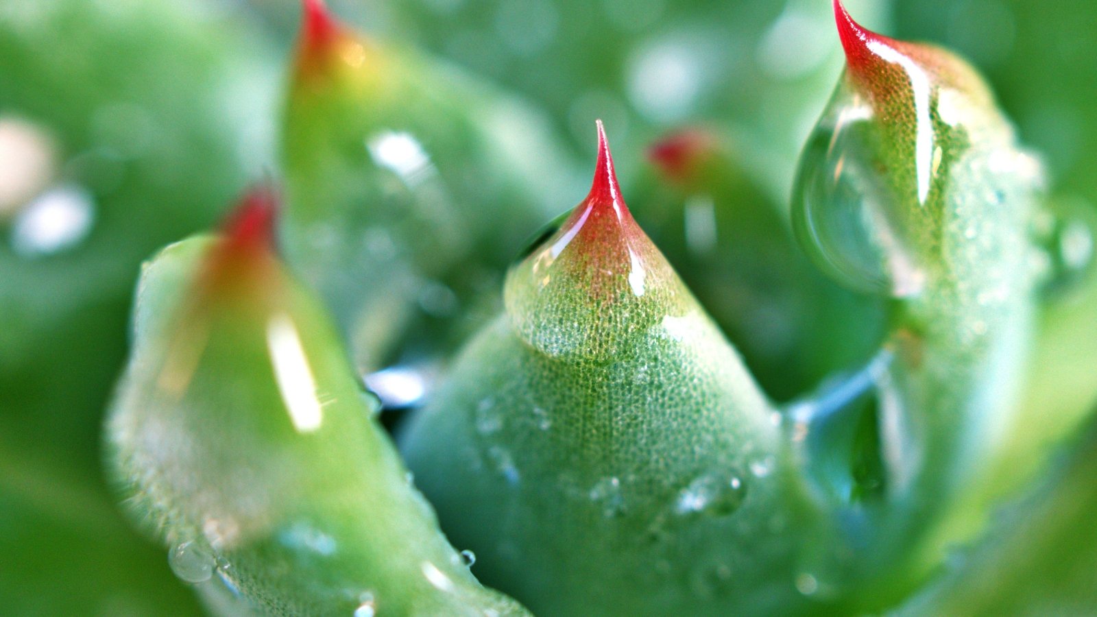 Close up of a light green succulent with thick, plump, pointed leaves with red tips and water drops on them.