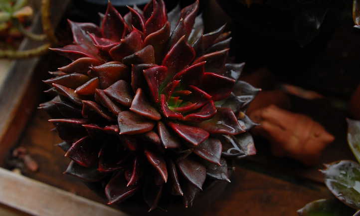 Echeveria Black Prince