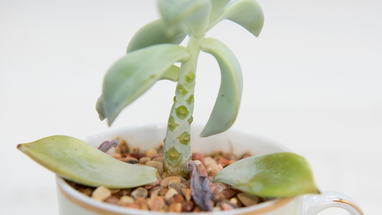 Close up of a small succulent plant that has several dropped leaves in its container.