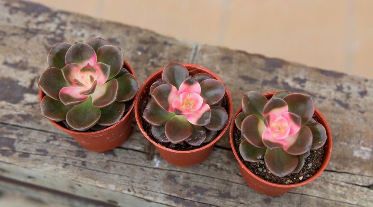 Top view, close-up, of three potted Echeveria 'Chroma' succulents on a wooden table. Succulents form dense rosettes of juicy, round, variegated leaves of various colors: purple-green on the outer rows and pinkish-green-white in the center.