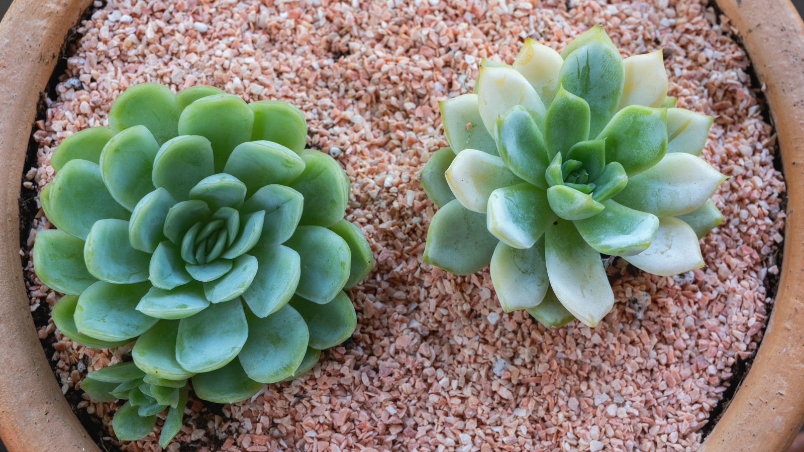 Close up of a two light green succulents with thick, plump, leaves planted in a pot filled with small gravel.