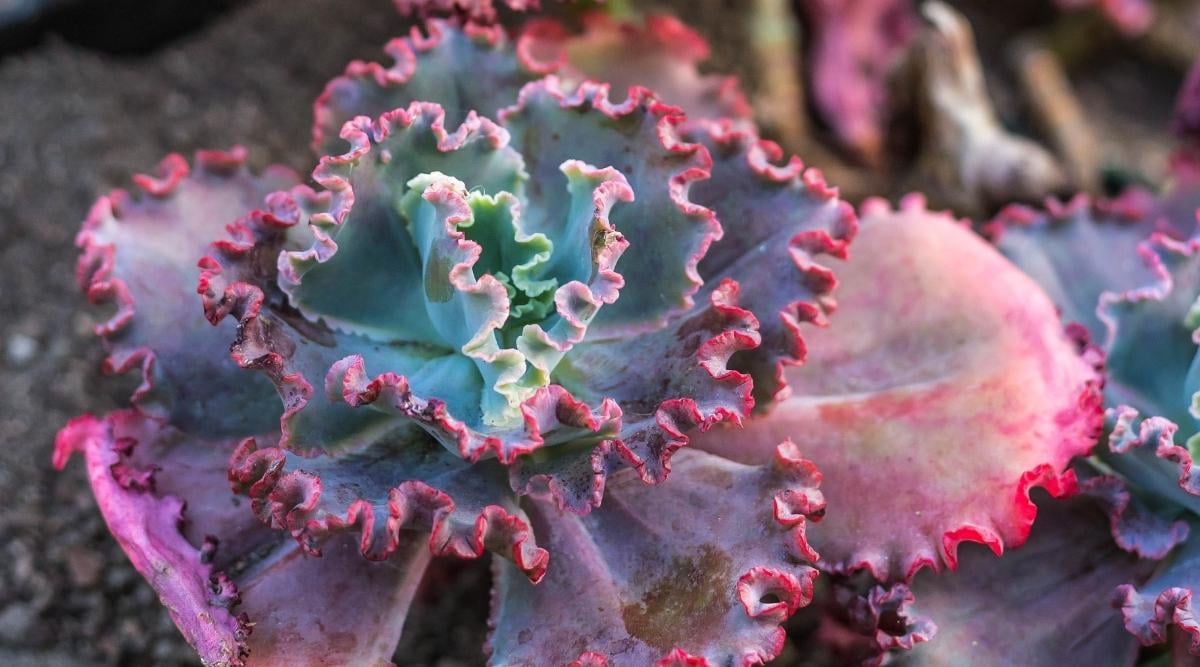 Echeveria ‘Neon Breaker’