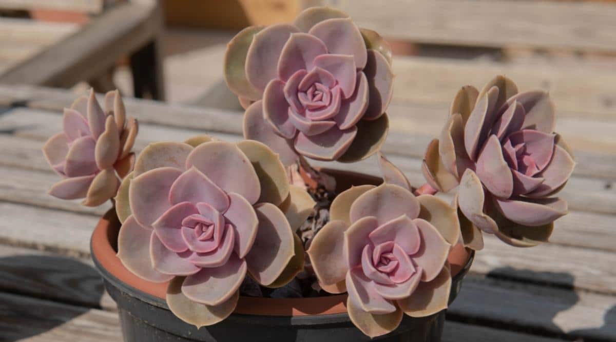 Echeveria ‘Perle Von Nurnberg’