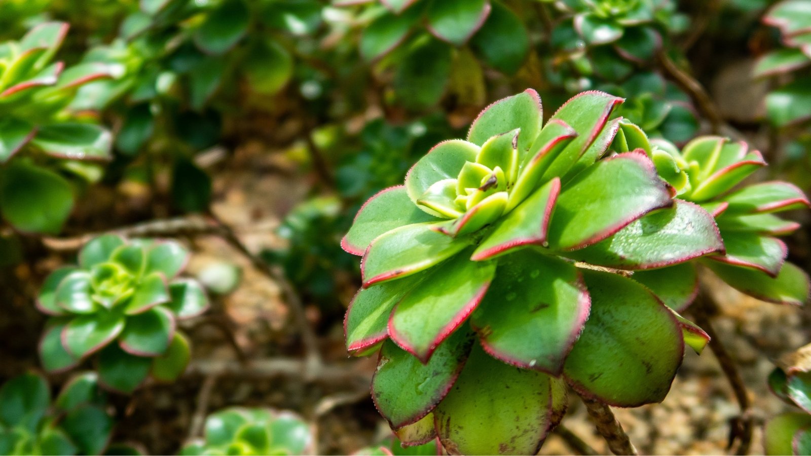 Close up of a green succulent with dark red tips.