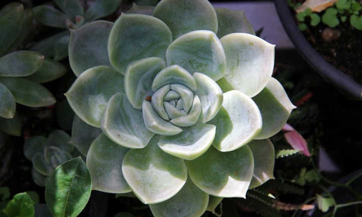 Echeveria elegans