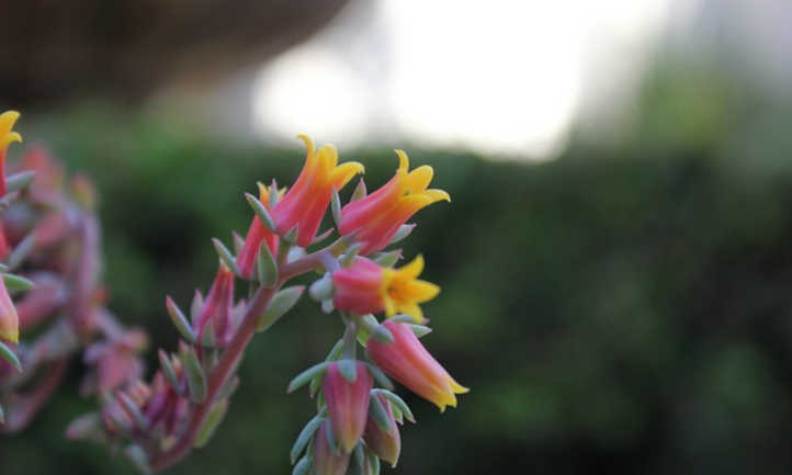 Echeveria elegans flower stalk