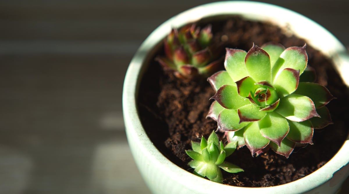 Close-up of an Echeveria succulent in a white ceramic pot, under the sun's rays. The plant forms a beautiful rosette of oval, fleshy, elongated leaves with pointed tips. The leaves are bright green with burgundy tips.